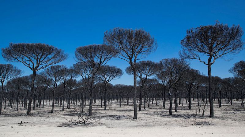 Dan por controlado el incendio forestal de Moguer, Huelva
