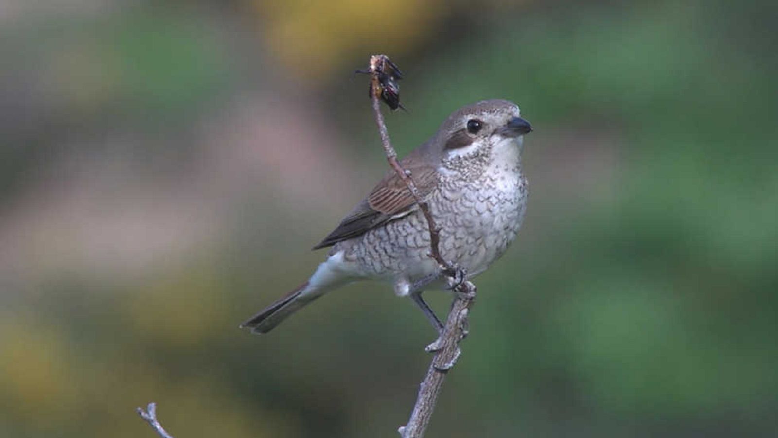 ¡Qué animal! - Ordesa y el Monte Perdido - ver ahora