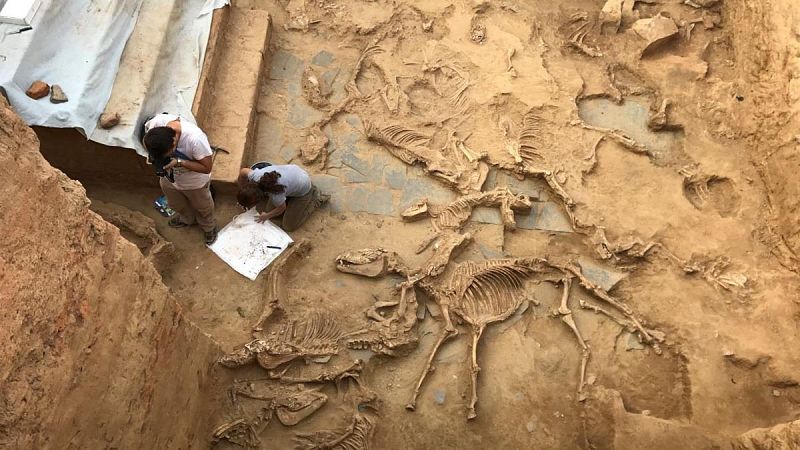 Hallan restos de 16 caballos sacrificados en el santuario tartésico del Turuñuelo