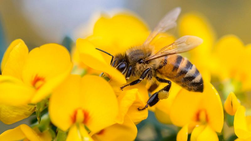 La exposición continua a los neonicotinoides perjudica gravemente a las abejas