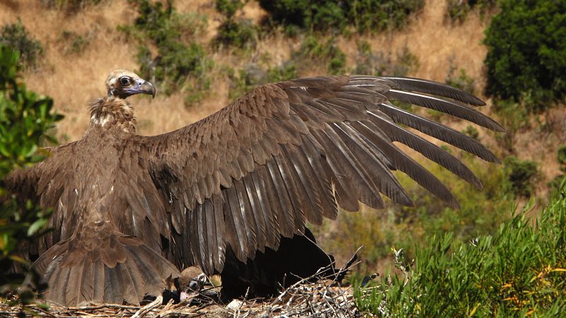 Los encinares de Andalucía, los mejor conservados y extensos del mundo