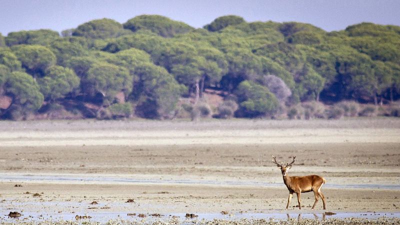 La Unesco retira la amenaza de incluir a Doñana en la lista de patrimonio mundial en peligro