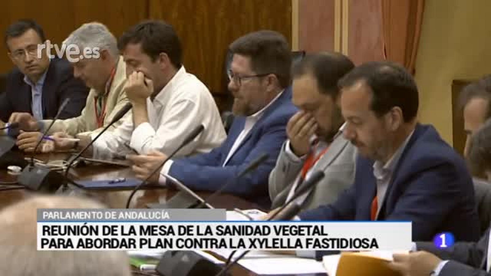 La amenaza de la Xylella Fastidiosa | Ver