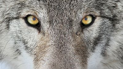 Travesías en Radio 5 - Vivir con lobos - 07/07/17 - Escuchar ahora