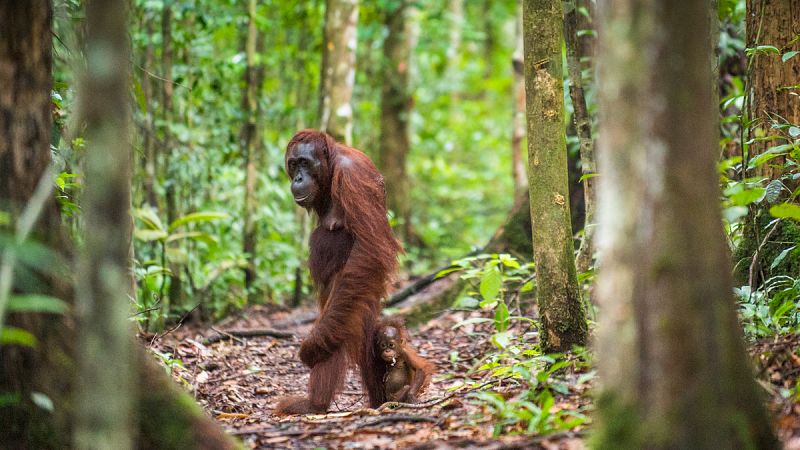 El orangután de Borneo ha perdido un 25% de su población en solo una década
