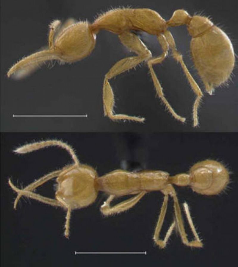 Descubierta en el Amazonas 'la hormiga de Marte', el eslabón perdido de las avispas
