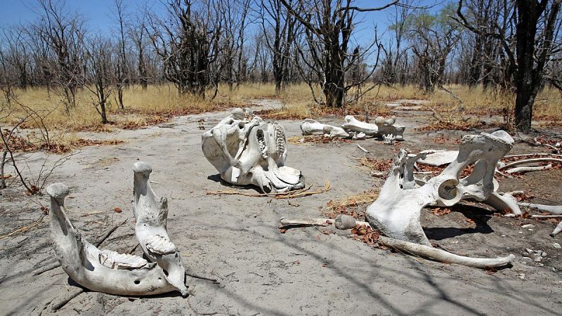 La "sexta extinción masiva" de animales es "más grave" de lo esperado