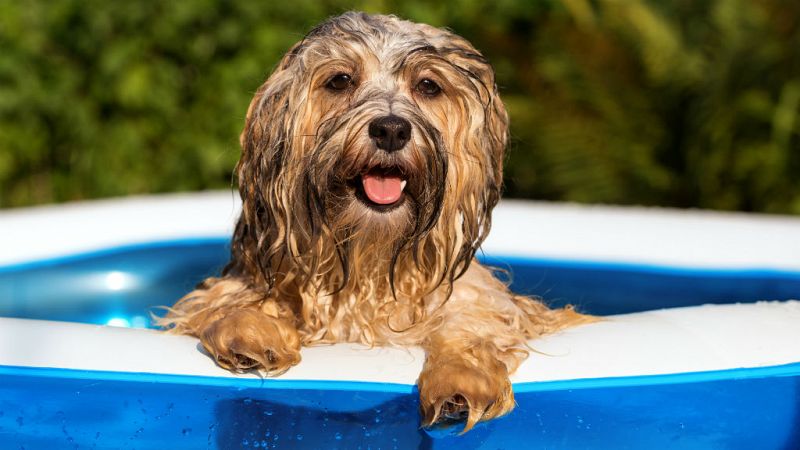 Qué hacer para que tu mascota no sufra un golpe de calor