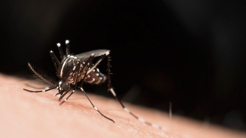 Investigadores de la Universidad de Murcia descubren el uso de una molécula para combatir el virus del Zika