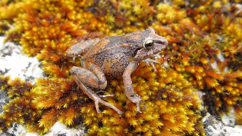 Descubren tres especies de diminutas ranas en los Andes peruanos