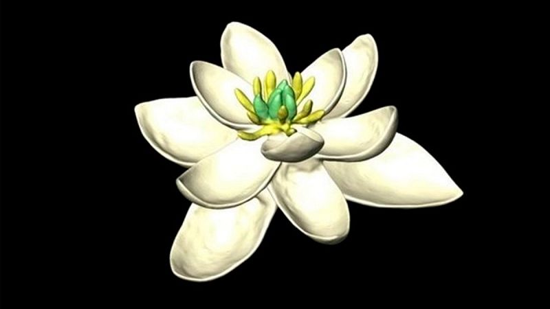 Así pudo ser el ancestro común de todas las flores