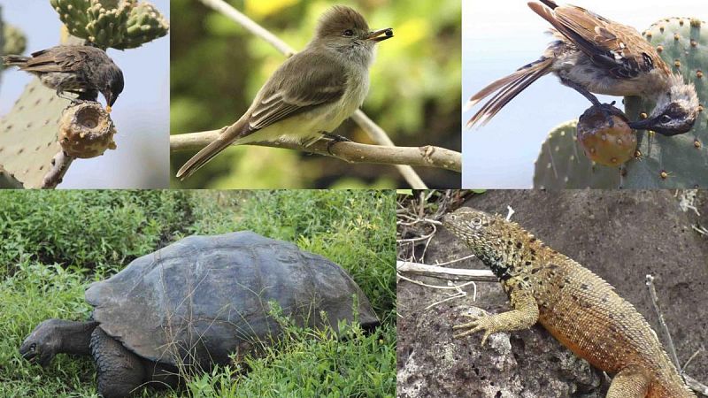 Tortugas gigantes, lagartos y aves garantizan la dispersión de semillas en las islas oceánicas