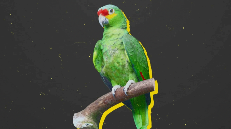 Per què els aficionats de l’Espanyol es diuen “pericos”?