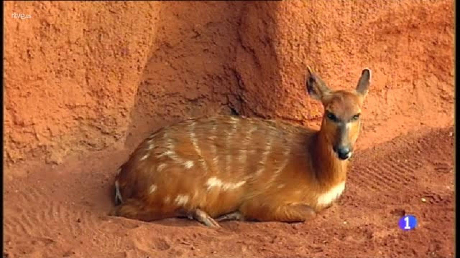 El Zoo de Fuengirola en Málaga, mitiga el calor de sus inquilanos | Ver