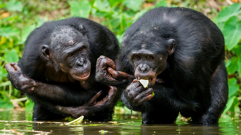 El ántrax, nueva amenaza para los chimpancés