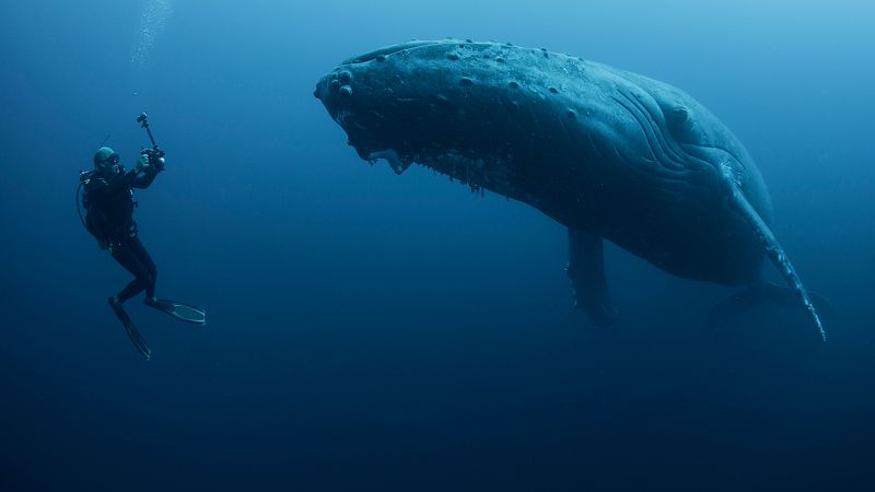 Descifrando el código secreto de los océanos: la búsqueda de vida extraterrestre a través del lenguaje de las ballenas
