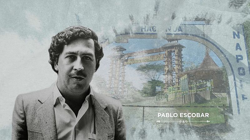 Los hipoptamos invasores de Pablo Escobar