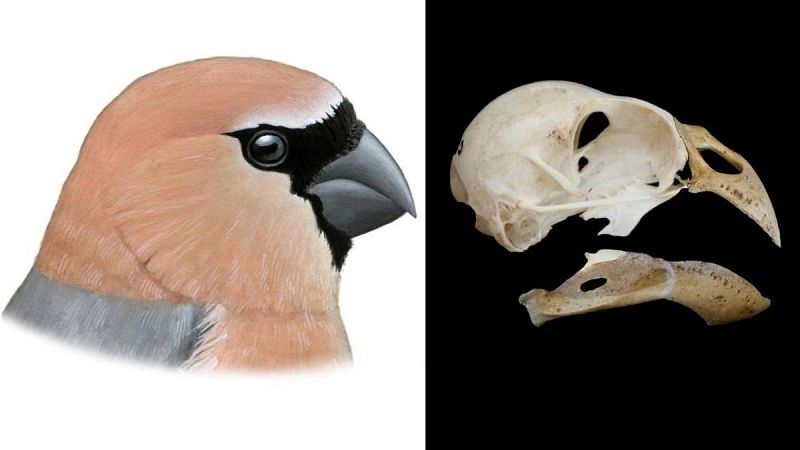Hallan una nueva ave que los humanos extinguieron en las Azores
