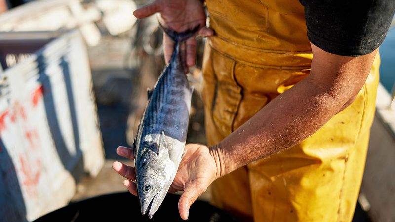 Francia prohíbe durante un mes la pesca en el Golfo de Vizcaya para proteger a los delfines