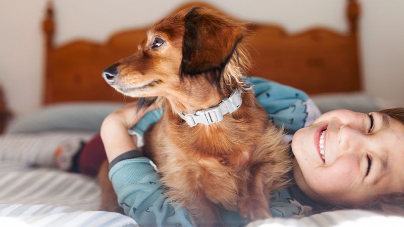 Cómo las mascotas pueden ayudar a los niños con trasplantes: reducen la ansiedad y la soledad