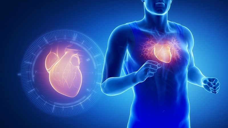 Una proteína imita los efectos del ejercicio físico en el corazón
