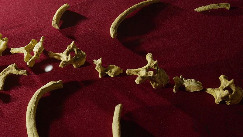 El niño que descubrió los fósiles de una especie humana desconocida