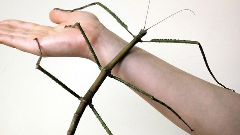 Crían en China el insecto más grande del mundo, con 64 centímetros de largo