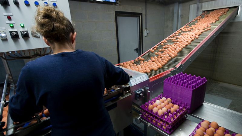 Sanidad asegura que no se han distribuido huevos contaminados en España