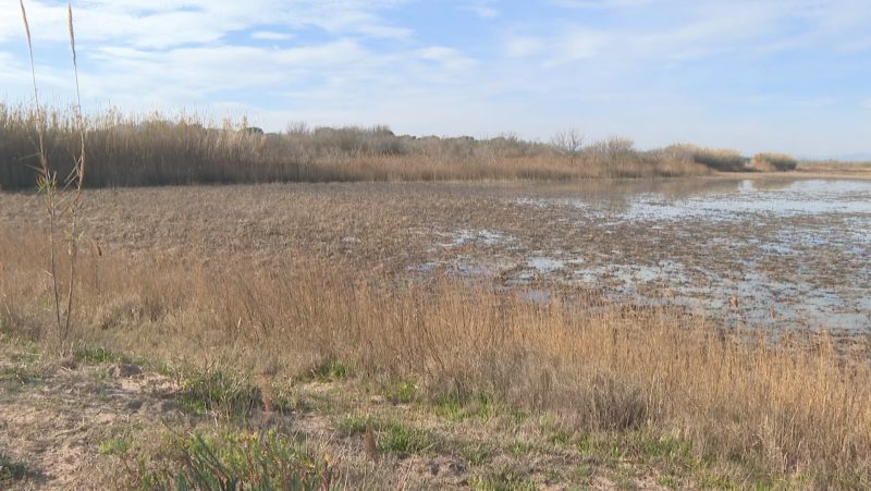 Com afecta la sequera als cultius d'arròs? Només tenen un 20% de l'aigua per regar