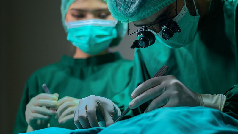 Científicos japoneses planean el primer trasplante de riñón de cerdo a un feto humano