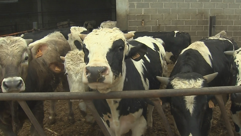 Catalunya perd en set anys 9.000 explotacions agrícoles