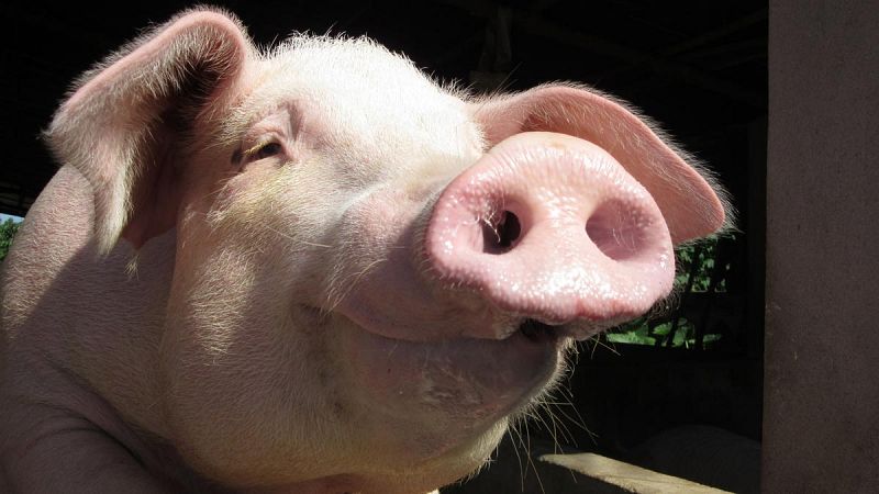 Cerdos sin retrovirus abren la puerta al trasplante de sus órganos a humanos