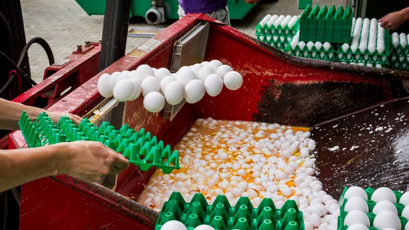 Inmovilizada una partida de 20.000 unidades de huevo líquido contaminado con fipronil en una empresa de Bizkaia