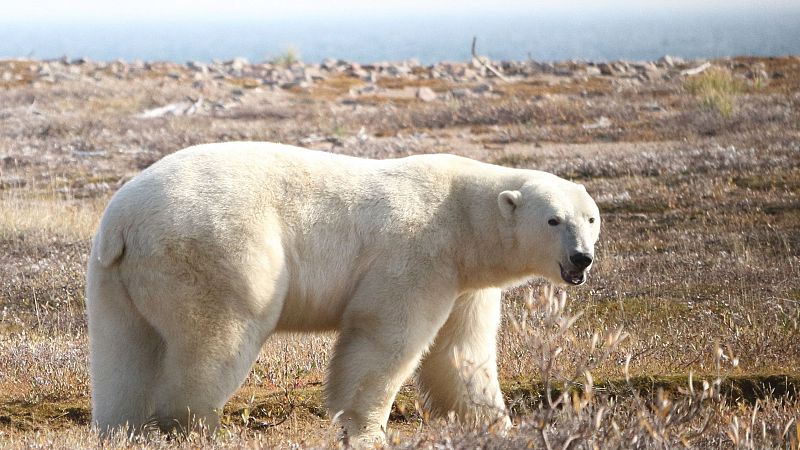 El hambre amenaza a la supervivencia del oso polar por el deshielo