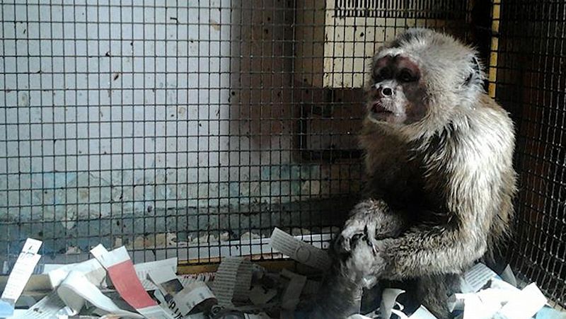 Alliberen el Linito, un mico caputxi que feia 35 anys que vivia engabiat a un pis de Barcelona