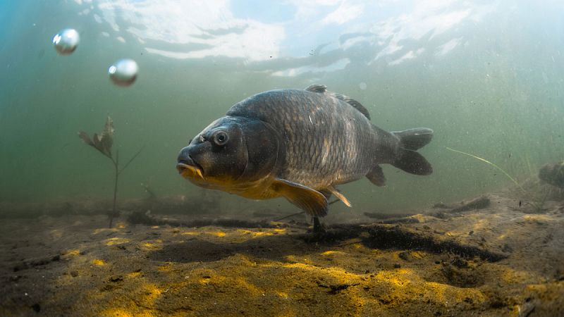 Desvelan el secreto del pez que produce alcohol para vivir sin oxígeno en lagos congelados