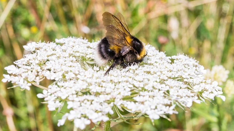 Los pesticidas impiden a los abejorros formar colonias