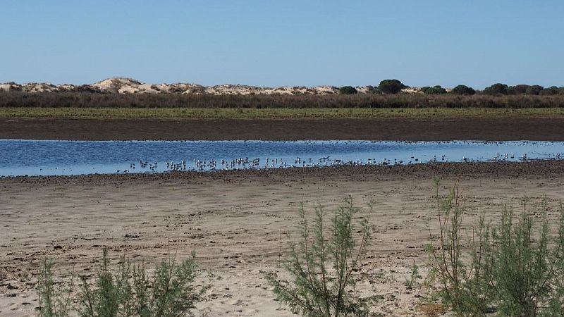 La Junta y el Gobierno reactivan el pacto de Doñana tras el acuerdo que limita el cambio de uso forestal a cultivos