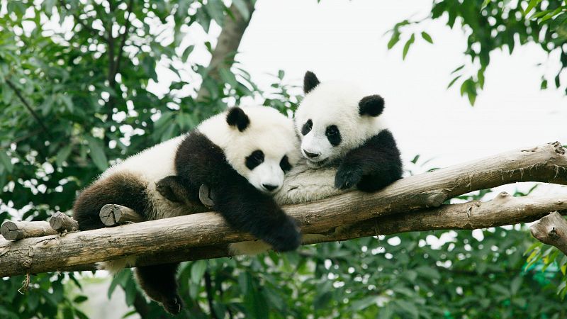 El zoo de Madrid se despide de sus cinco osos panda y renueva su acuerdo con China para recibir otros dos más