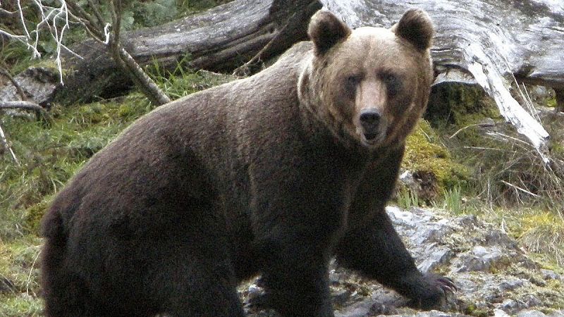 El oso pardo se consolida en la Cordillera Cantábrica con 40 hembras y 67 crías