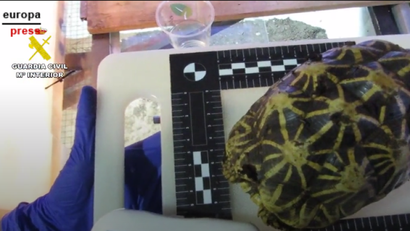 La Guardia Civil incauta 421 ejemplares de especies protegidas en una operación contra el tráfico de animales