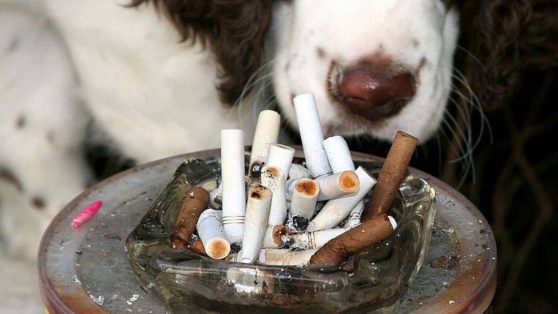 Así afecta el humo del tabaco a nuestras mascotas