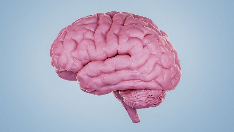 Semana Mundial del Cerebro: Curiosidades de este órgano. ¿Cuánta energía consume?