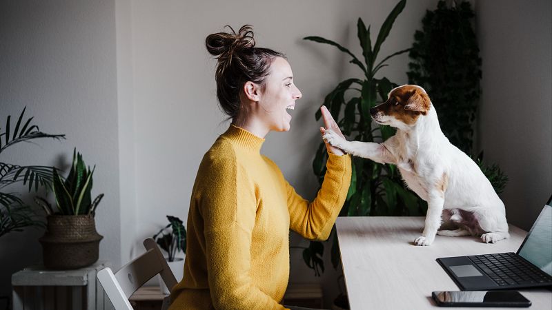 Las mascotas se convierten en un miembro más en las familias españolas: el 43% de los hogares tiene una