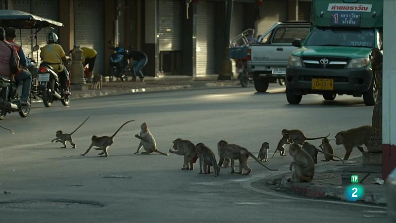 Descobreix 5 sèries documentals de natura gratuïtes i en català de RTVE Play Catalunya!