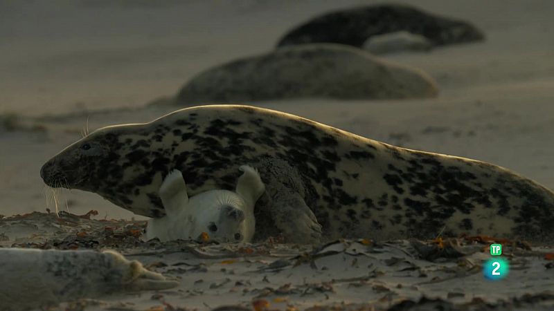 5 sèries documentals de natura gratuïtes i en català que pots trobar a RTVE Play Catalunya