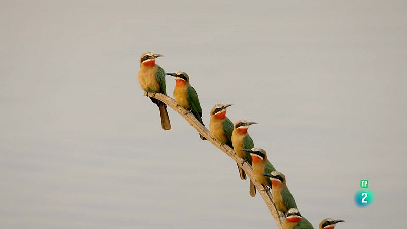 5 sries documentals gratutes i en catal sobre la natura i animals a RTVE Play Catalunya