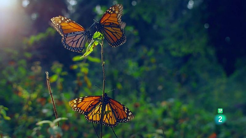 5 sèries documentals gratuïtes i en català sobre la natura i animals a RTVE Play Catalunya
