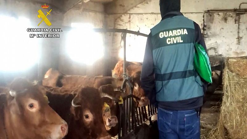 Dos ganaderos y un transportista detenidos por introducir la enfermedad hemorrágica en el norte de España