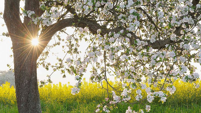 Por qu los rboles frutales florecen en primavera?